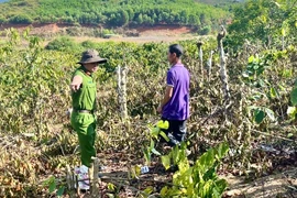 Dựng lại hiện trường vụ anh rể chặt phá vườn cà phê, hồ tiêu của em vợ