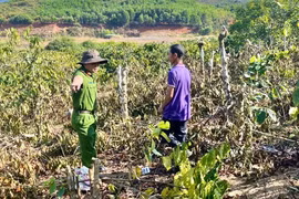Dựng lại hiện trường vụ anh rể chặt phá vườn cà phê, hồ tiêu của em vợ