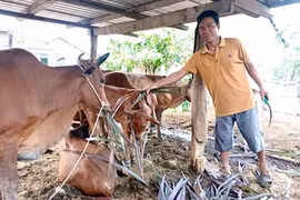 Anh Niê Nguyên thoát nghèo nhờ vốn tín dụng chính sách