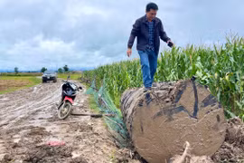 Một khúc gỗ được phát hiện trong rẫy bắp của người dân, hiện đã bị lực lượng chức năng thu giữ. Ảnh: Minh Phương