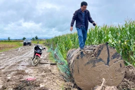 Một khúc gỗ được phát hiện trong rẫy bắp của người dân, hiện đã bị lực lượng chức năng thu giữ. Ảnh: Minh Phương