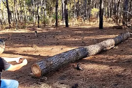 Hiện trường cây thông bị cưa hạ