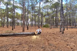 Dự án sân golf FLC Đak Đoa: Hàng loạt cây thông bị xâm hại 