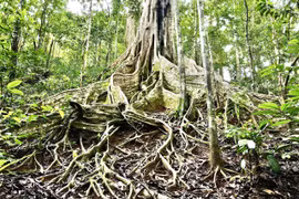 Một trong những cây đa cổ thụ có bộ rễ nổi rất đẹp được ví như "Mái tóc của nữ thần rừng". Ảnh: Minh Phương