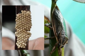 Cà cuống được bán với giá 50.000 đồng/con