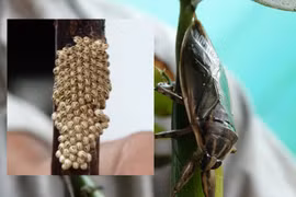 Cà cuống được bán với giá 50.000 đồng/con