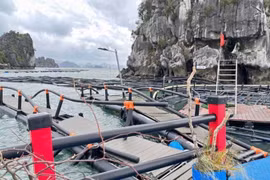 Ngành Nông nghiệp đề xuất Chính phủ hỗ trợ 10.000 tỷ đồng giúp phục hồi sản xuất sau bão số 3