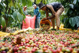 Giá cà phê trong nước tăng 1-1,2 triệu đồng/tấn