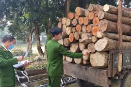 Thông báo về việc tìm chủ sở hữu tang vật vi phạm hành chính