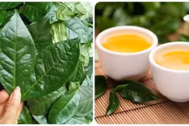 Uống nước chè tươi có nhiều tác dụng ít người biết