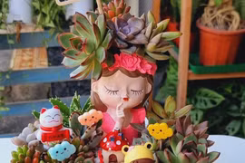 Cô gái 'Tây Đô' kiếm được nhiều tiền từ sen đá trên sân thượng