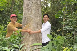 'Thế giới' trầm, kỳ: Nghề lùng dó tìm trầm