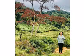 Về miền lá đỏ