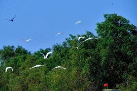 Thiên nhiên kỳ thú ở sân chim Vàm Hồ