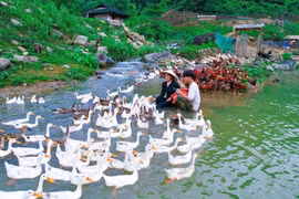 Vợ chồng trẻ làm nông có doanh thu trăm triệu đồng/tháng