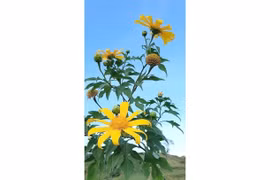 Vũ khúc cao nguyên