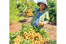 Xây dựng mã số vùng trồng để xuất khẩu nhãn T6