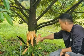 Khởi tố vụ phá hoại vườn sầu riêng ở Lâm Đồng