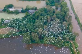 'Bảo mẫu' đàn chim trời