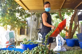 Kim ngạch xuất khẩu cau tăng 1.240%