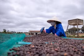 Giá cà phê xuất khẩu tăng 56%