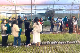 Khơi sáng những miền quê đáng sống - Bài 1: Hoa trời Âu “phát sáng” góc trời Ðà Lạt