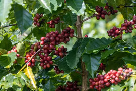 Giá cà phê lao dốc, vì sao?