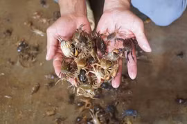 Thoát nghèo nhờ nuôi cua đồng trong bể xi măng