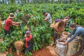 Mót cà mà mua áo mới