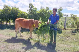 Gian nan thực hiện tiêu chí thu nhập trong xây dựng nông thôn mới