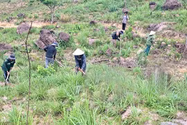 Gỡ khó cho doanh nghiệp trồng rừng