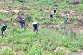 Gỡ khó cho doanh nghiệp trồng rừng