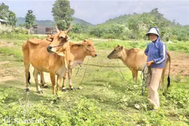 Krông Pa tập trung nguồn lực cho công tác giảm nghèo