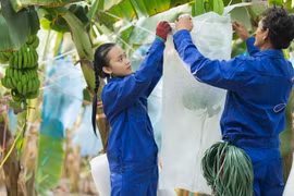 HAGL Agrico thua lỗ 14 quý liên tiếp