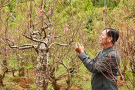 Tận thấy vườn đào cổ ở Đà Lạt, khách chốt thuê 300 gốc trước Tết