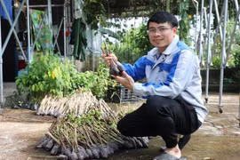 Chàng trai trồng cỏ để bán, thu lãi 300 - 400 triệu đồng/năm