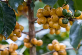 Giá cà phê bất ngờ tăng ngay giữa mùa thu hoạch