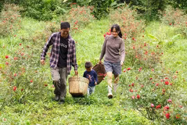 Chàng trai tặng vợ cả vườn hoa hồng đẹp như mơ