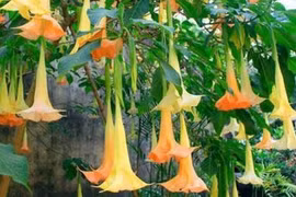 Ngộ độc do ăn hoa chuông