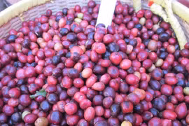 Giá cà phê tăng cao, các công ty kinh doanh cà phê ra sao?