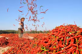 Xuất khẩu ớt thu về hơn 563 tỷ đồng
