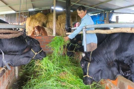 Đak Pơ chủ động phòng ngừa dịch bệnh cho gia súc