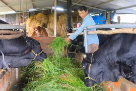 Đak Pơ chủ động phòng ngừa dịch bệnh cho gia súc