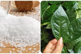 Nước chè xanh cho thêm muối có tác dụng gì?