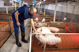 Trang trại ở Mỹ phát triển nuôi heo để ghép tạng cho người