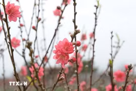 Thủ tướng Chính phủ đồng ý với đề xuất nghỉ Tết Ất Tỵ 9 ngày liên tục