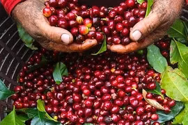 Giá cà phê trong nước giảm phiên thứ 4 liên tiếp