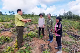 Huy động nguồn lực phủ xanh đất trống đồi trọc