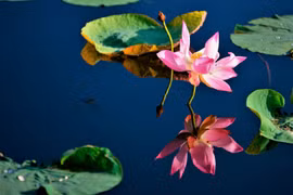 Thơ Nguyễn Đình Phê: Trước hồ sen