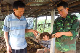 Chăn nuôi bò kết hợp trùn quế: Lợi ích kép